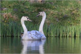 <p>Labuť velká (Cygnus olor) –--- /Mute schwan – Höckerschwan/</p>